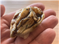 oyster sushi